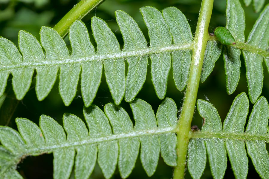 Pteridium aquilinum / Felce aquilina